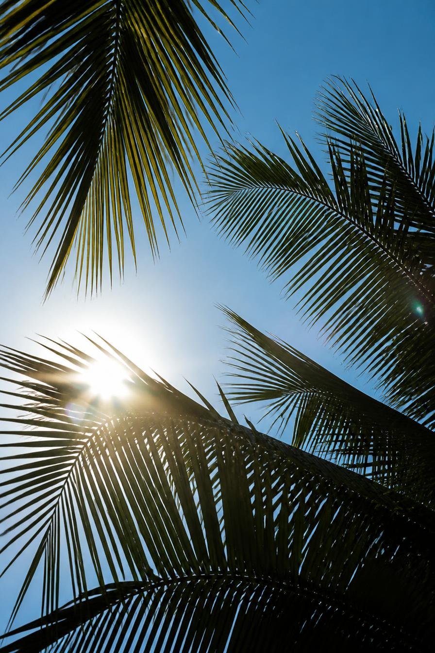 Palm fronds in sunlight